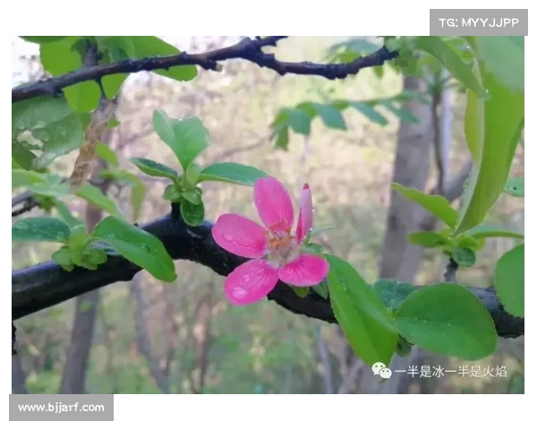 如何挑选夏季联赛中的经典最佳瞬间动图提升观看体验